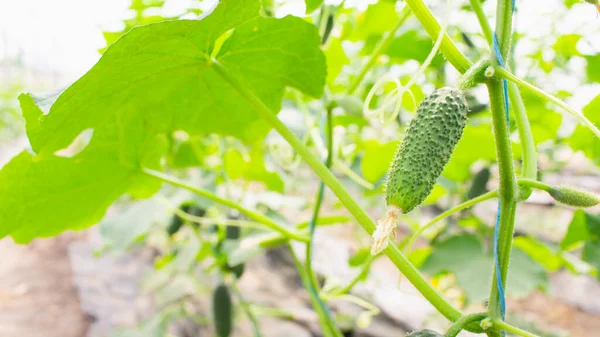Los Pepinos Jóvenes Orgánicos Crecen Invernadero Sin Pesticidas Hormonas Agricultura — Foto de Stock