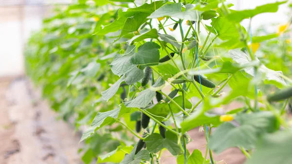 Los Pepinos Jóvenes Orgánicos Crecen Invernadero Sin Pesticidas Hormonas Agricultura — Foto de Stock