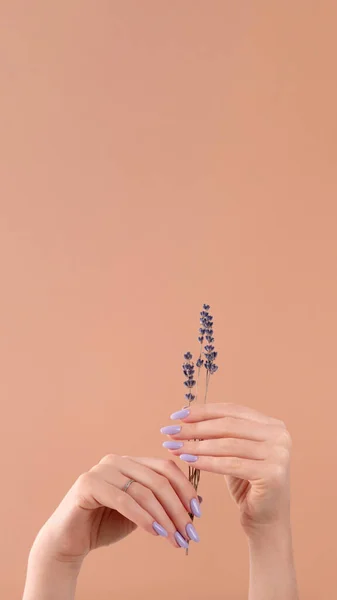 Hände Einer Schönen Gepflegten Mit Femininen Violetten Lavendelnägeln Gel Lack — Stockfoto