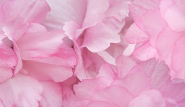 Pembe yapraklar çiçek açan sakura ağaçları, çiçek tomurcukları. Kiraz. Çiçekli bahar arkaplanı. Boşluğu kopyala.