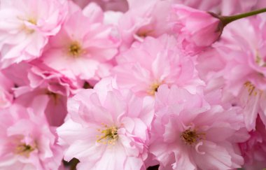 Çiçek açan sakura ağacı, yakın plan pembe çiçek tomurcukları. Kiraz. Çiçekli bahar arka planı.