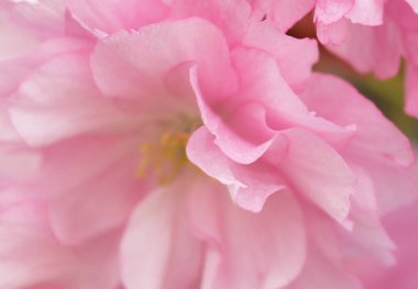 Çiçek açan sakura ağacı, yakın plan pembe çiçek tomurcukları. Kiraz. Çiçekli bahar arkaplanı. Makro