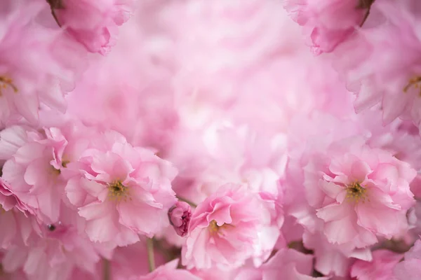 Blühender Sakura Baum Rosa Blütenknospen Nahaufnahme Kirsche Floraler Frühling Hintergrund — Stockfoto