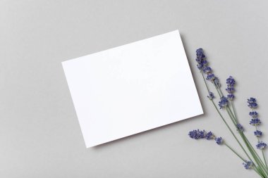 Gerçek fotoğraf. Kare şeklinde, lavanta dallı beyaz tebrik kartı modeli. Üst görünümü fotokopi alanı, pastel gri arkaplan. Markalaşma ve reklam şablonu