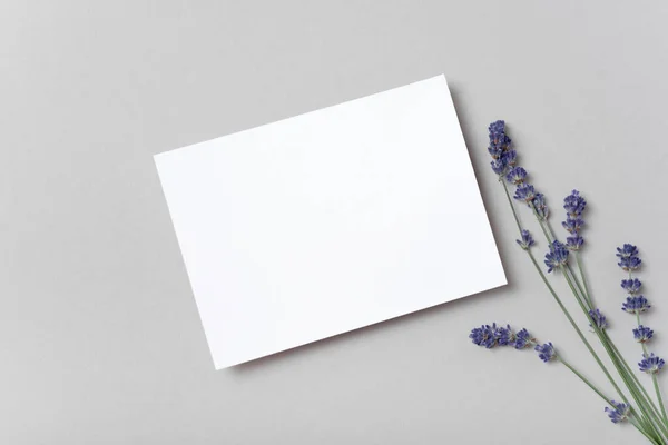 Gerçek fotoğraf. Kare şeklinde, lavanta dallı beyaz tebrik kartı modeli. Üst görünümü fotokopi alanı, pastel gri arkaplan. Markalaşma ve reklam şablonu