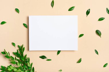 Gerçek fotoğraf. Kare şeklinde beyaz tebrik kartı modeli ve bir kutu ağacı dalı. Fotokopi alanı olan üst manzara, pastel açık sarı bej arkaplan. Markalaşma ve reklam şablonu