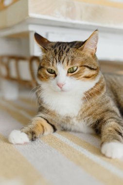 Beyaz duvara uzanmış, kameraya bakan bir kedi yavrusunun portresini kapat.