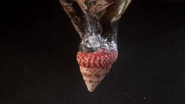 Hayalet yüksek hızlı deniz kabuğu suya düşer.