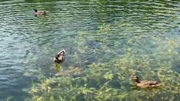 Patos Lagoa Abana Suas Asas Nada Água Imagens Fullhd Alta — Vídeo de Stock