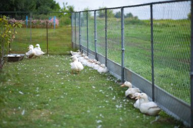 Köydeki bir otlakta beyaz kazlar. Yüksek kalite fotoğraf