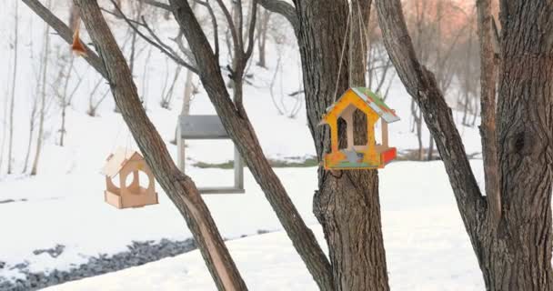 Moskau Februar 2022 Schöne Vogeltränke Die Winter Park Einem Baum — Stockvideo