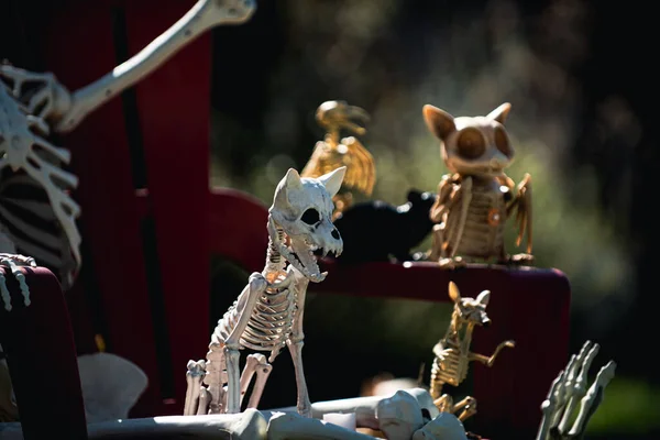 Esqueletos de perros de compañía. Paisaje para Halloween en octubre. Decoración en el patio. — Foto de Stock