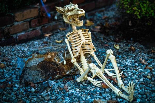 Skelett. Ein Tier mit menschlichen Beinen. Szenerie für Halloween im Oktober. Dekoration im Hof. — Stockfoto