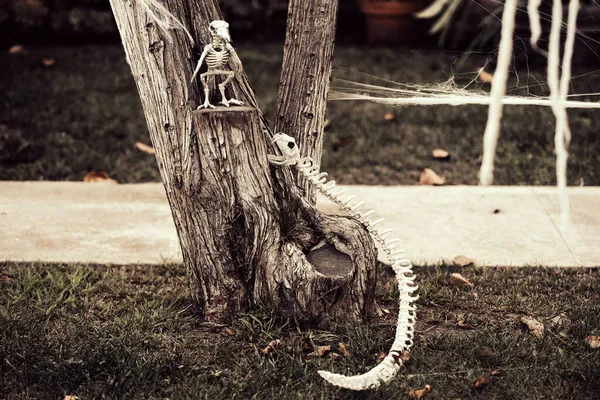 Egy kígyó és egy madár csontváza. Állatok, természet. Scenery Halloween októberben. Díszítés az udvaron. — Stock Fotó
