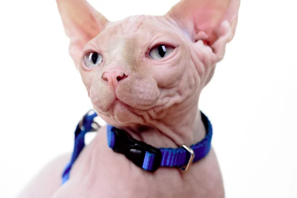 Gatinho Americano Bonito Gato Shorthair — Fotografia de Stock