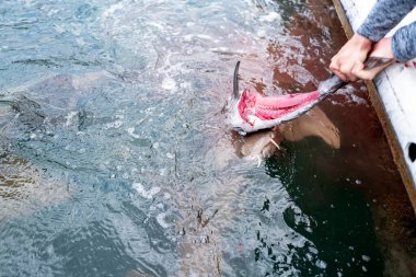 A fisherman feeds fish at a fish farm in Florida. Omega food