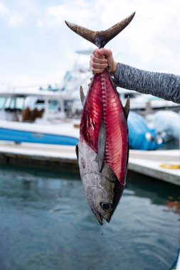 Big red fish. A fisherman caught a big fish in the Atlantic Ocean