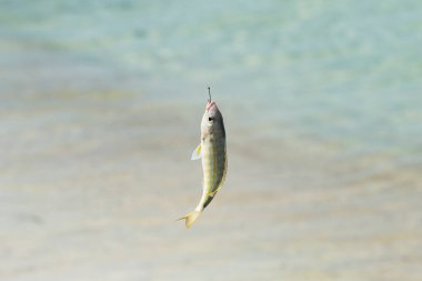 Fish on a hook. Tips on How to Set a Hook Effectively. Ocen or see and see food. Sports fishing