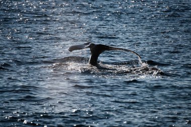 Whale watching in the Pacific ocean. The tail of a beautiful mammal, a whale in the ocean