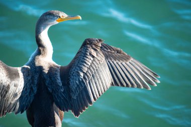 The bird spread wings on a background of water. Nature and birds