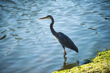 Beautiful bird on a background of water