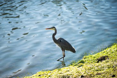 Beautiful bird on a background of water