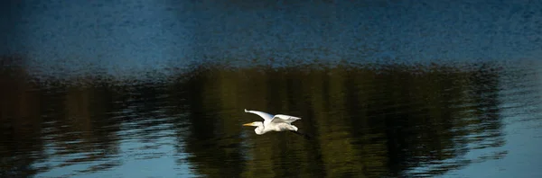 Fly. Bird over the lake. Water bird. Morning