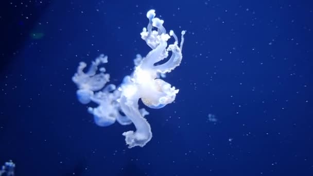 Close Transparent White Mushroom Shaped Jellyfish Floating Blue Aquarium Pool — ストック動画