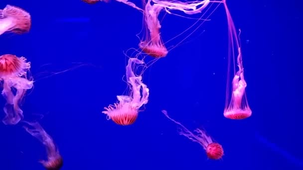 Grupa Przezroczysta Różowa Meduza Pływająca Niebieskim Basenie Akwarium Życie Morskie — Wideo stockowe