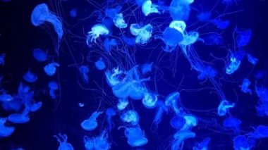 Küçük şeffaf mavi denizanası akvaryum havuzunda kaotik bir şekilde yüzüyor. Deniz yaşamı, deniz geçmişi. Işıldayan bir denizanasının sualtı görüntüleri yavaşça suda hareket ediyor.