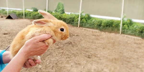 Cute rabbit in womans arm with care and love tenderly. Farmer holds bunny at the rabbits farm. 2023 year of the rabbit according to the Eastern horoscope