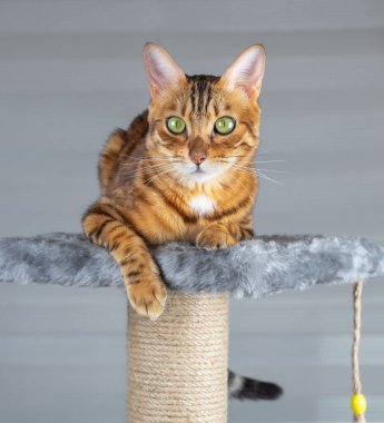 Bir tırmalama direğinin üzerinde yatan yakın plan bir evcil hayvan. Kedi kameraya bakar..