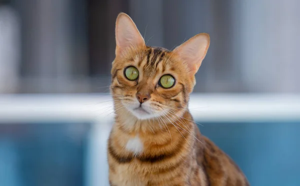 Potret Kucing Domestik Dengan Mata Hijau Fokus Selektif — Stok Foto