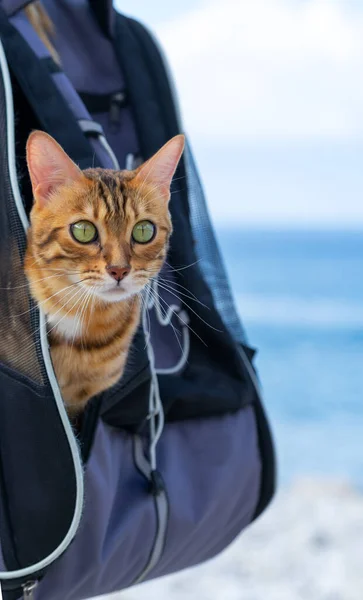 Eine Gestromte Katze Guckt Aus Ihrem Tragerucksack — Stockfoto