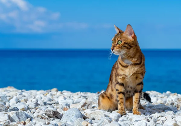 Tabby Γάτα Κάθεται Μια Βραχώδη Παραλία — Φωτογραφία Αρχείου