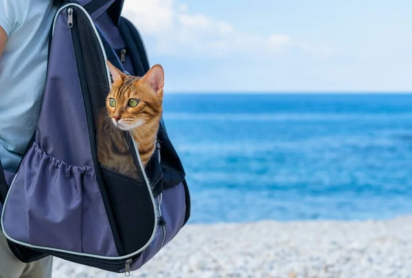 Humano Camina Por Costa Del Mar Con Gato Doméstico Que — Foto de Stock