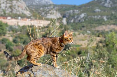 Kedi taşın üzerine atladı. Doğada yürü.