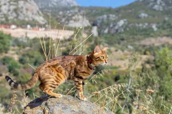 Gato Saltó Sobre Piedra Caminar Naturaleza — Foto de Stock