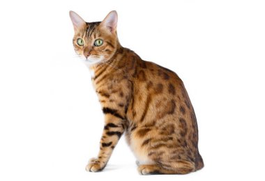 Evcil kedi beyaz arka planda kameraya yan yatar. Kedi koşumunun resmini yerleştirmek için uygun..