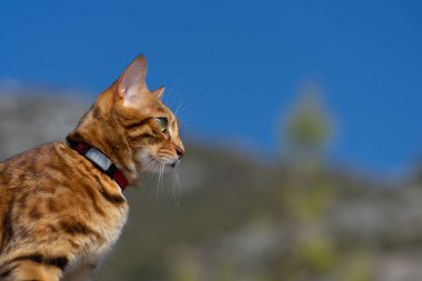 Evcil bir kedinin ağızlık profili doğanın bulanık arka planında.