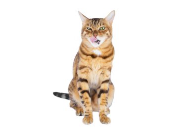 Kızgın bir Bengal kedisi dudaklarını yalıyor..