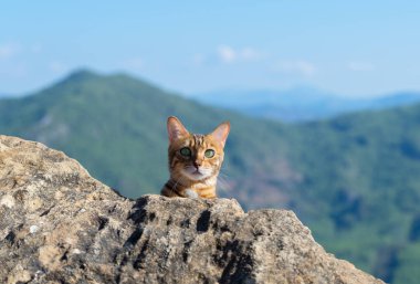 Tekir kedi bir taşın arkasından dışarı bakıyor..