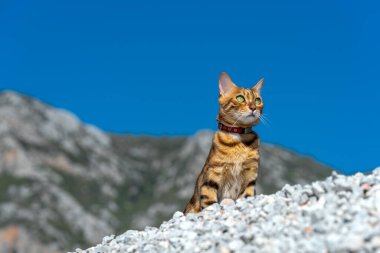 Tasmalı çizgili bir kedi doğada yürüyor..