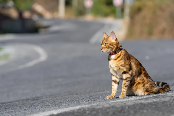 Gato Bengala Con Cuello Sienta Sinuoso Camino Montaña — Foto de Stock