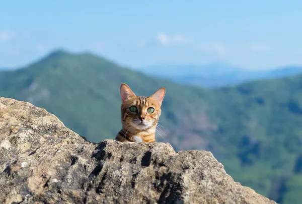 Tekir kedi bir taşın arkasından dışarı bakıyor..