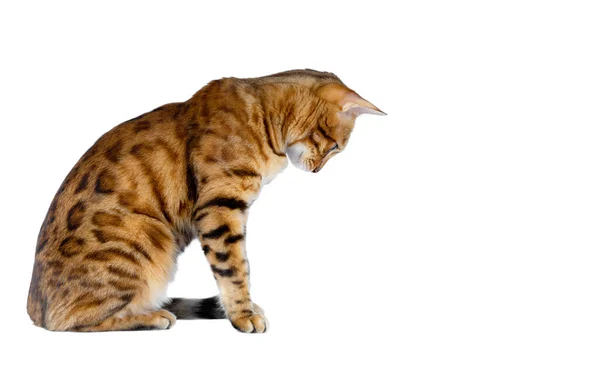 Kucing Domestik Duduk Menyamping Kamera Dan Melihat Bawah Tempat Kosong — Stok Foto