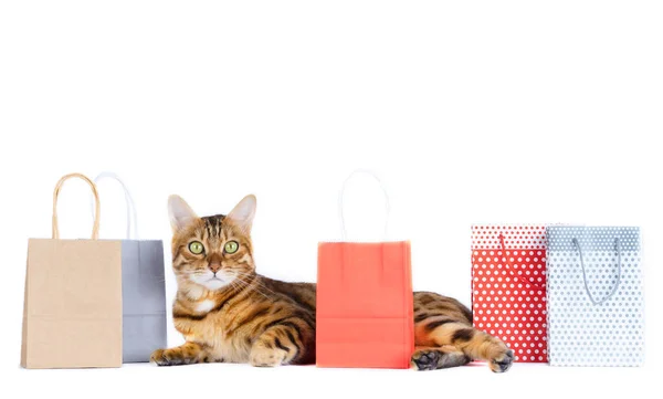猫は荷物の中に横たわっている ショッピング — ストック写真