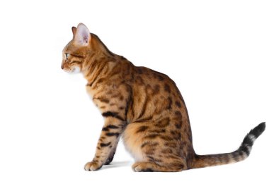 Evcil kedi yan yana oturur ve önüne bakar. Beyaz arkaplan.