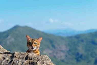 Bir taşın arkasına saklanan miyavlayan evcil bir kedi..