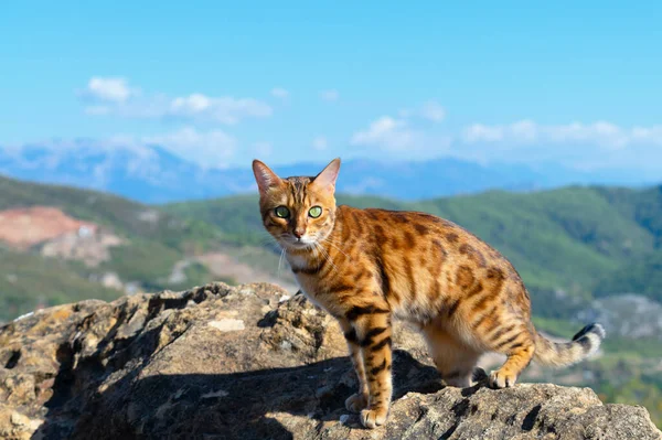Benekli bir kedi kayalık bir kayanın üzerinde dururken kameraya bakar..
